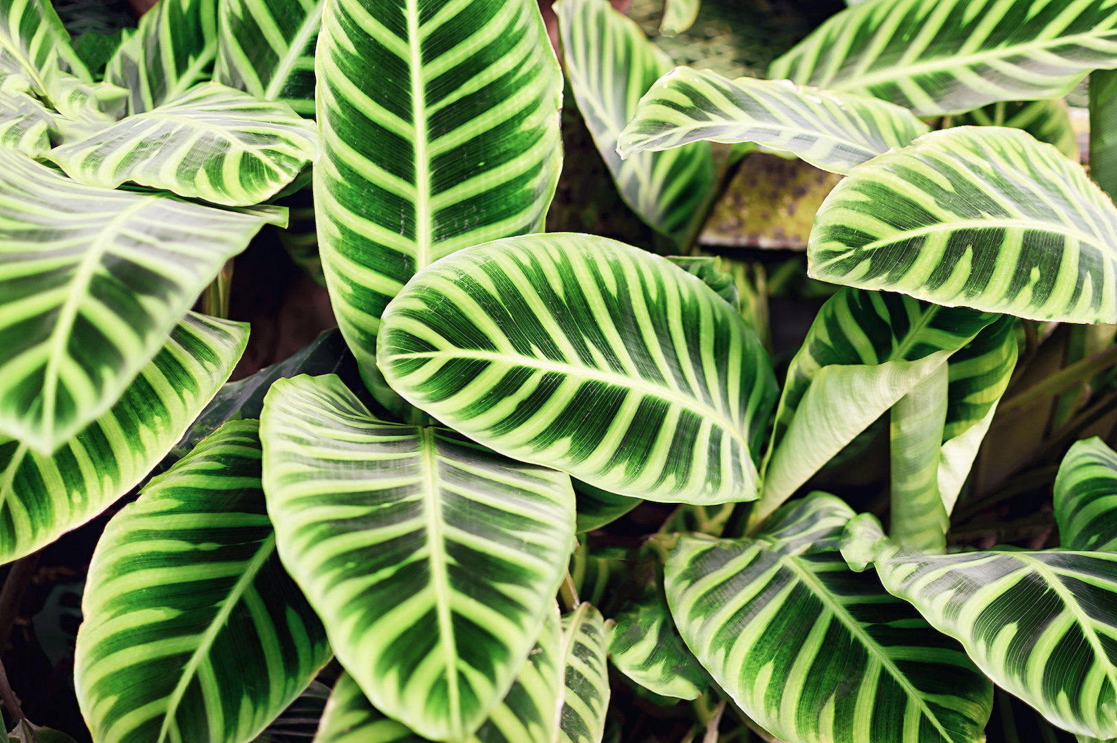 Kalatea Calathea (zdj.: Adobe Stock)