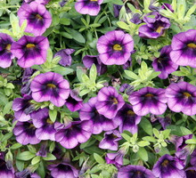 Kalibrachoa Calibrachoa (zdj.: iStock)