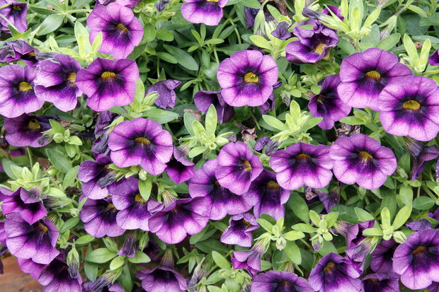Kalibrachoa Calibrachoa (zdj.: iStock)