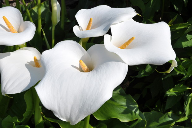 Kalijka Zantedeschia (zdj.: Adobe Stock)
