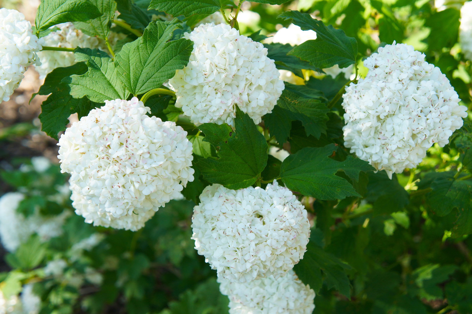 Kalina koralowa Viburnum opulus ‘roseum’ (zdj.: Adobe Stock)