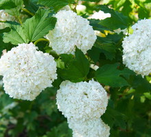 Kalina koralowa Viburnum opulus ‘roseum’ (zdj.: Adobe Stock)