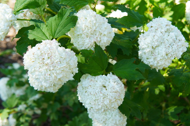 Kalina koralowa Viburnum opulus ‘roseum’ (zdj.: Adobe Stock)