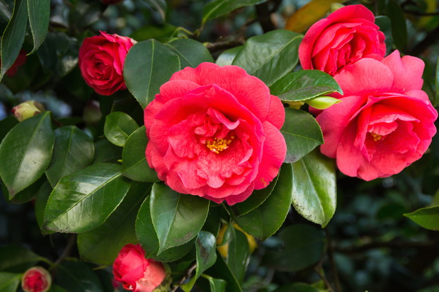 Kamelia camellia (zdj.: Adobe Stock)