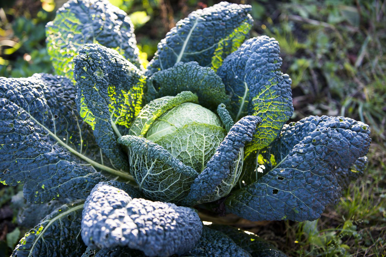 Kapusty są dość odporne na mróz, ich zbiór należy jednak wykonać przed utrzymującymi się przymrozkami.  (zdj.: Adobe Stock)