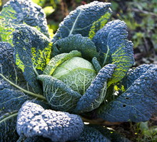 Kapusty są dość odporne na mróz, ich zbiór należy jednak wykonać przed utrzymującymi się przymrozkami. (zdj.: Adobe Stock)