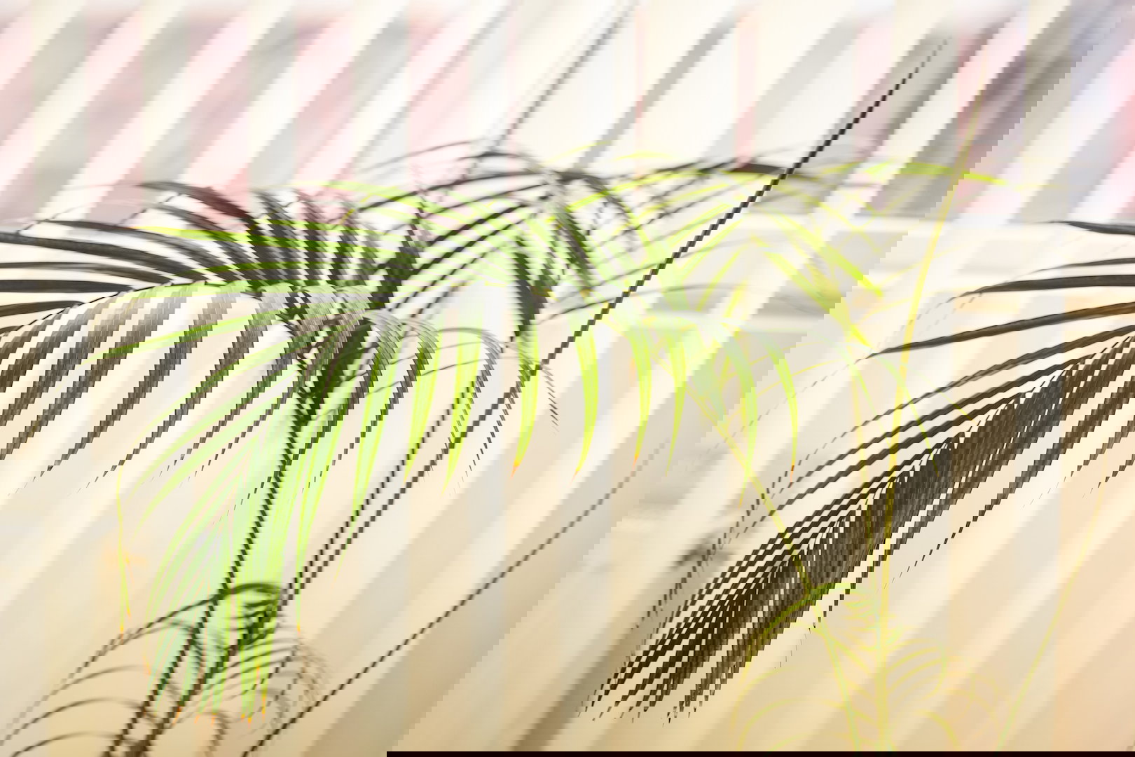 Kencja Howea forsteriana  (zdj.: iStock)