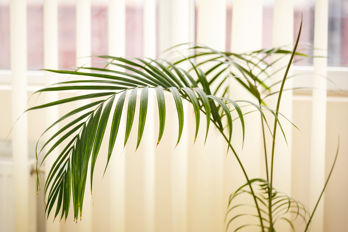 Kencja Howea forsteriana (zdj.: iStock)