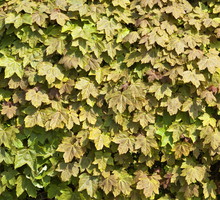 Klon polny Acer campestre (zdj.: Adobe Stock)