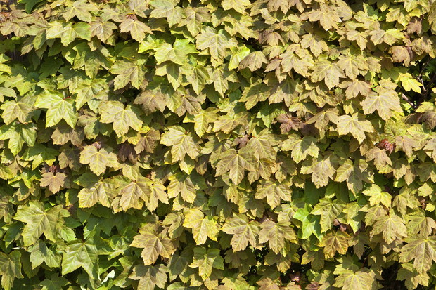 Klon polny Acer campestre (zdj.: Adobe Stock)