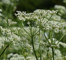 Kminek zwyczajny carum carvi (zdj.: Adobe Stock)