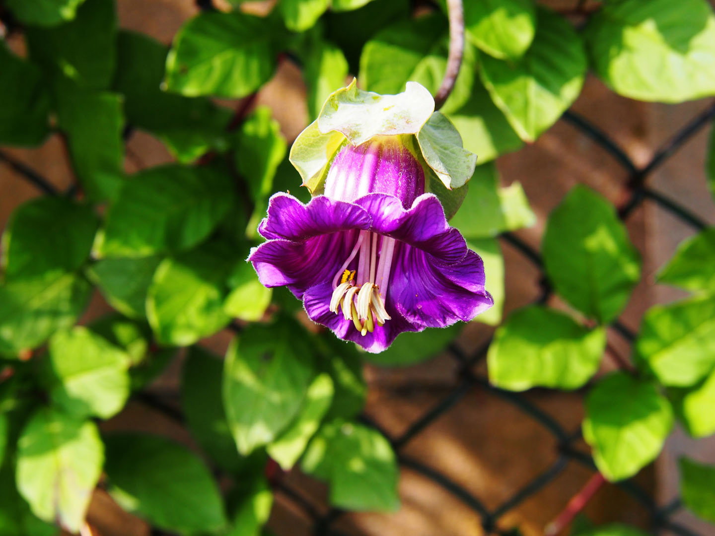 Kobea pnąca Cobaea scandens (zdj.: Adobe Stock)