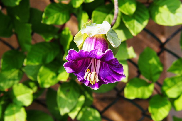Kobea pnąca Cobaea scandens (zdj.: Adobe Stock)