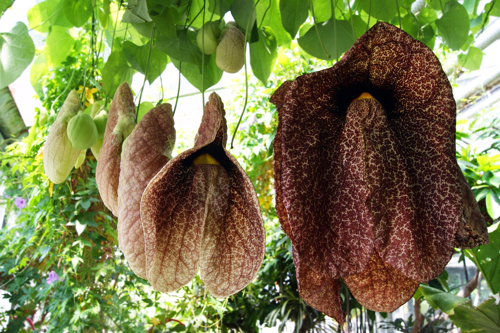 Kokornak Aristolochia (zdj.: Adobe Stock)
