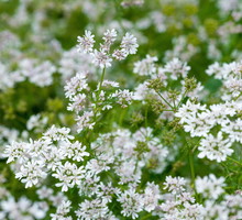 Kolendra siewna coriandrum sativum (zdj.: Adobe Stock)