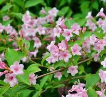 Kolkwicja chińska Kolkwitzia amabilis (zdj.: Adobe Stock)