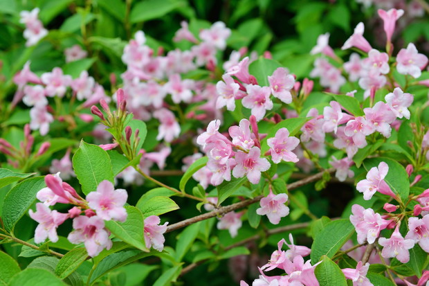 Kolkwicja chińska Kolkwitzia amabilis (zdj.: Adobe Stock)