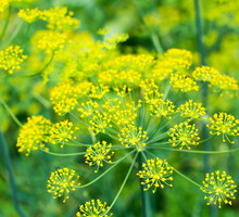 Koper ogrodowy Anethum graveolens (zdj.: Adobe Stock)