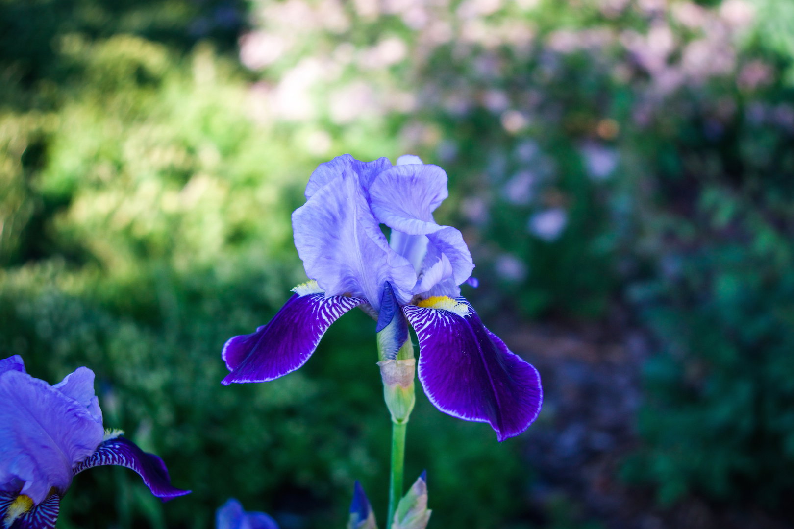 Kosaciec Iris (zdj.: Adobe Stock)