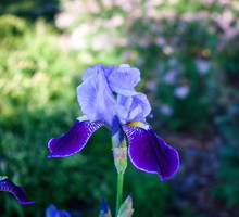 Kosaciec Iris (zdj.: Adobe Stock)