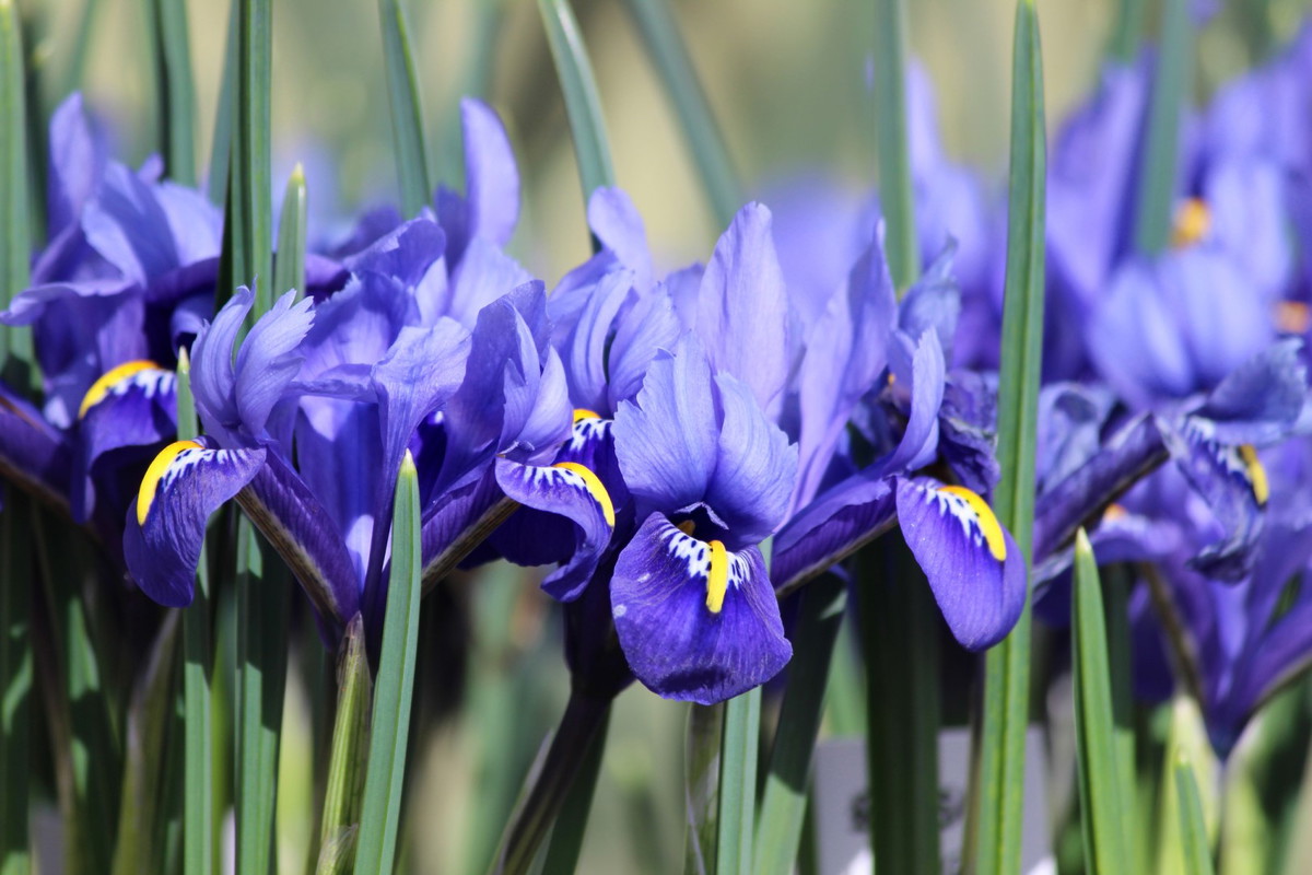 Kosaciec żyłkowany Iris reticulata (zdj.: iStock)