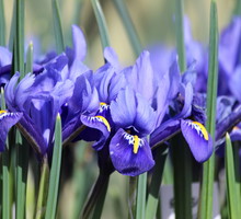 Kosaciec żyłkowany Iris reticulata (zdj.: iStock)