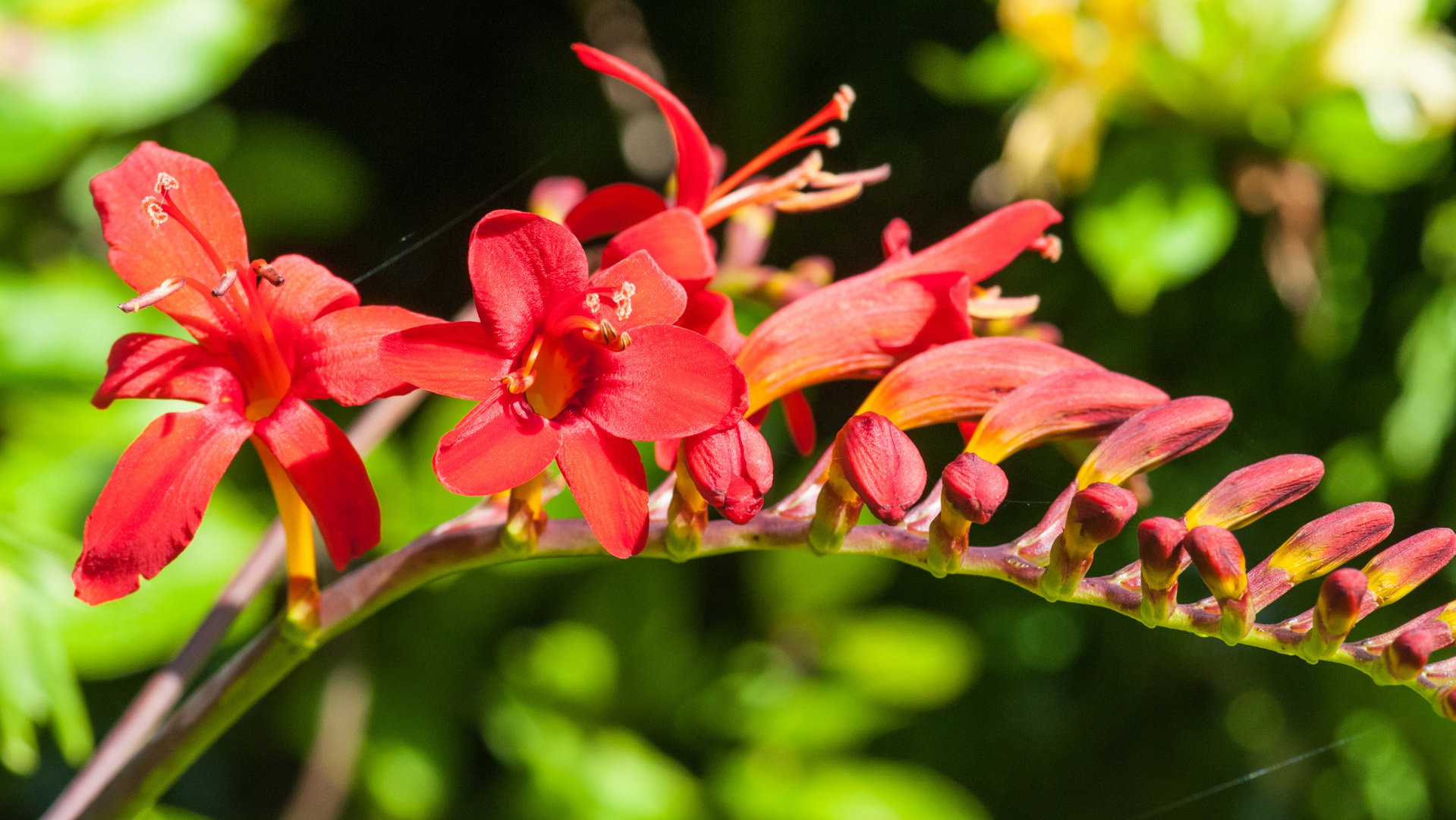 Krokosmia Crocosmia (zdj.: Adobe Stock)