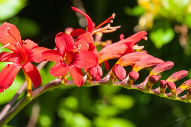 Krokosmia Crocosmia (zdj.: Adobe Stock)