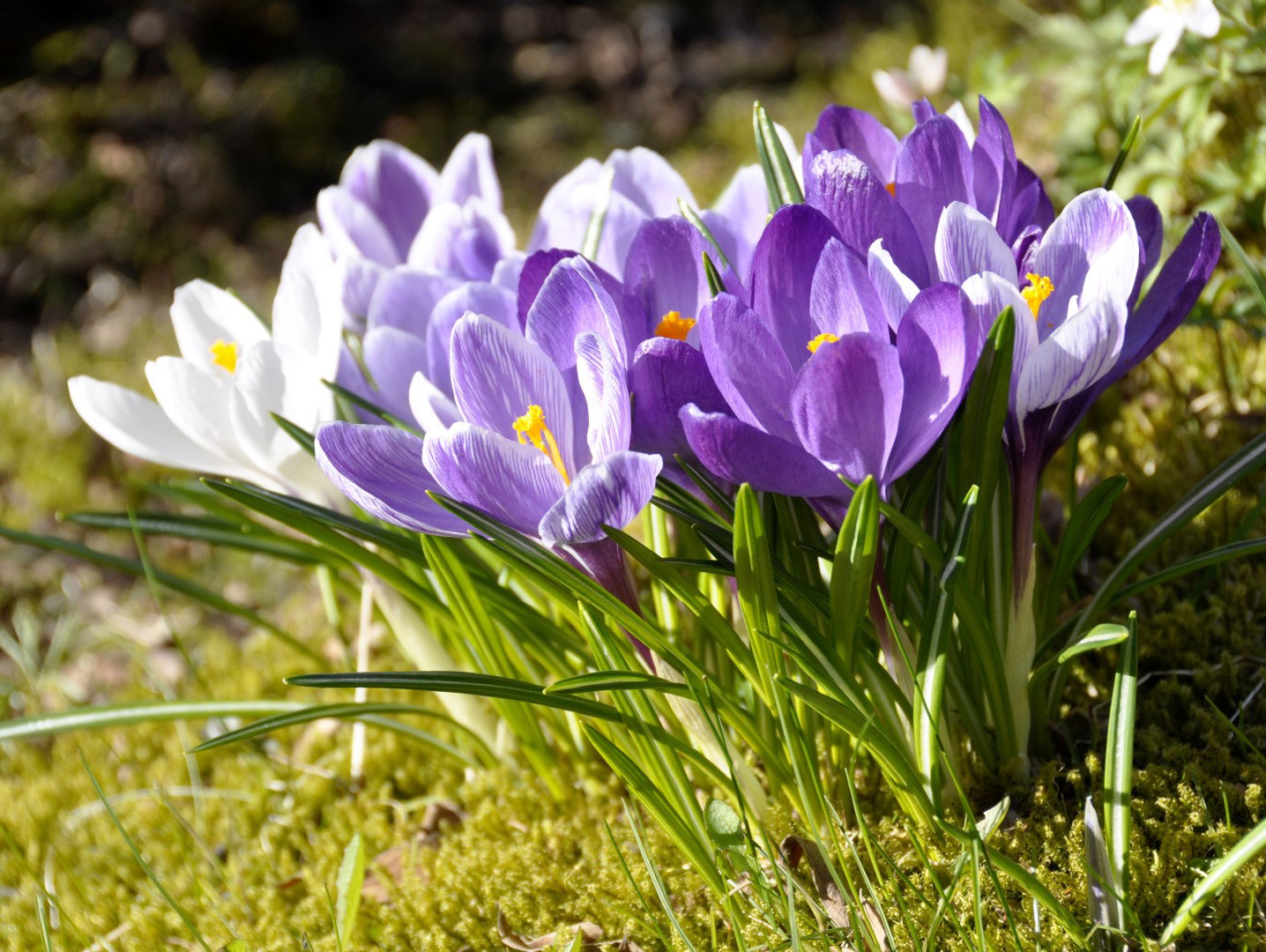 Krokus crocus (zdj.: iStock)
