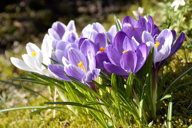 Krokus crocus (zdj.: iStock)