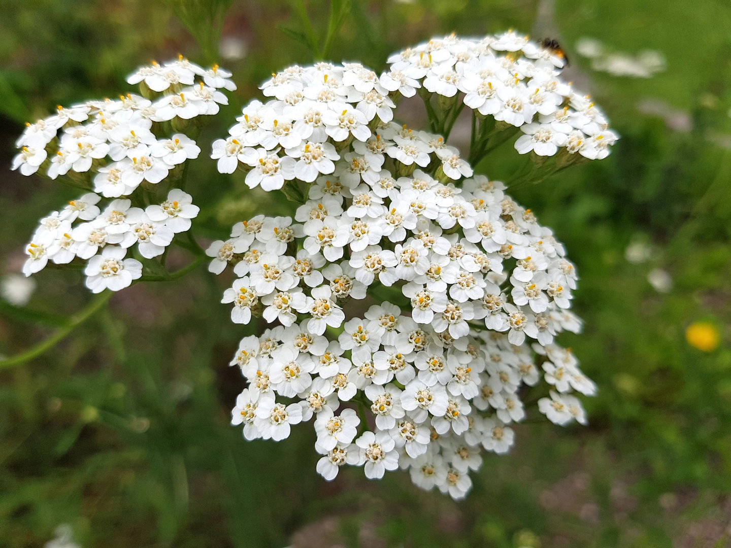 Krwawnik Achillea (zdj.: Adobe Stock)