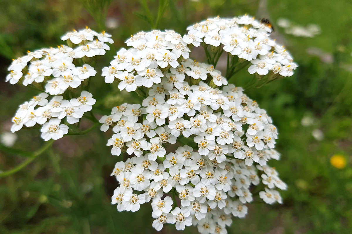 Krwawnik Achillea (zdj.: Adobe Stock)