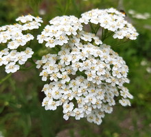 Krwawnik Achillea (zdj.: Adobe Stock)