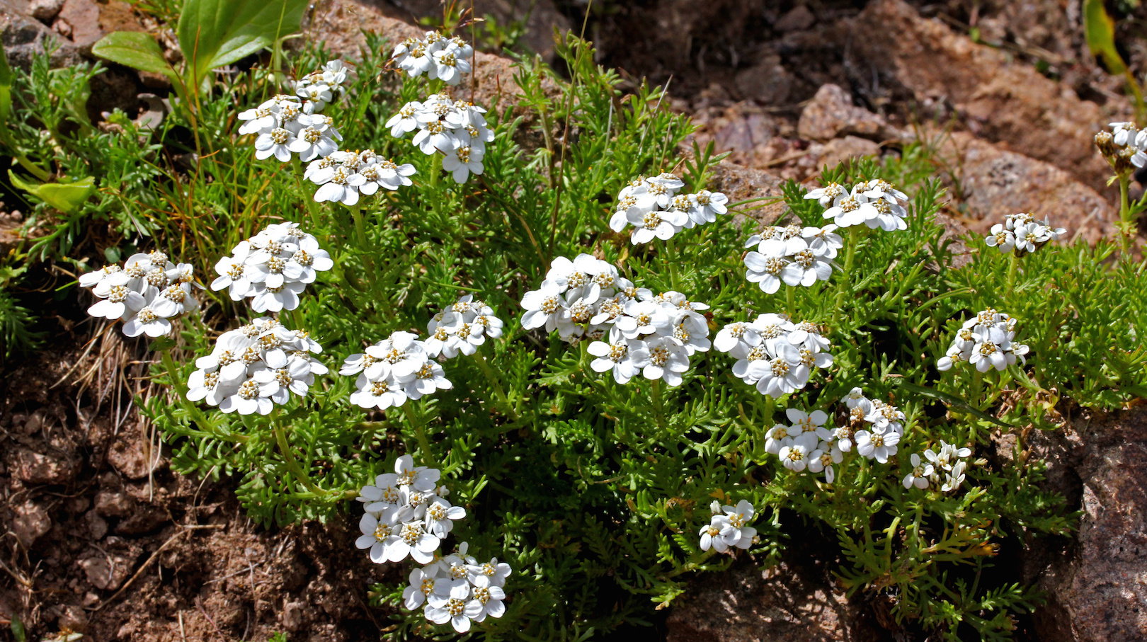 Krwawnik piżmowy (achillea moschata) jest niską odmianą o śnieżnobiałych kwiatach, której służy otoczenie  roślin okrywowych. (zdj.: Adobe Stock)