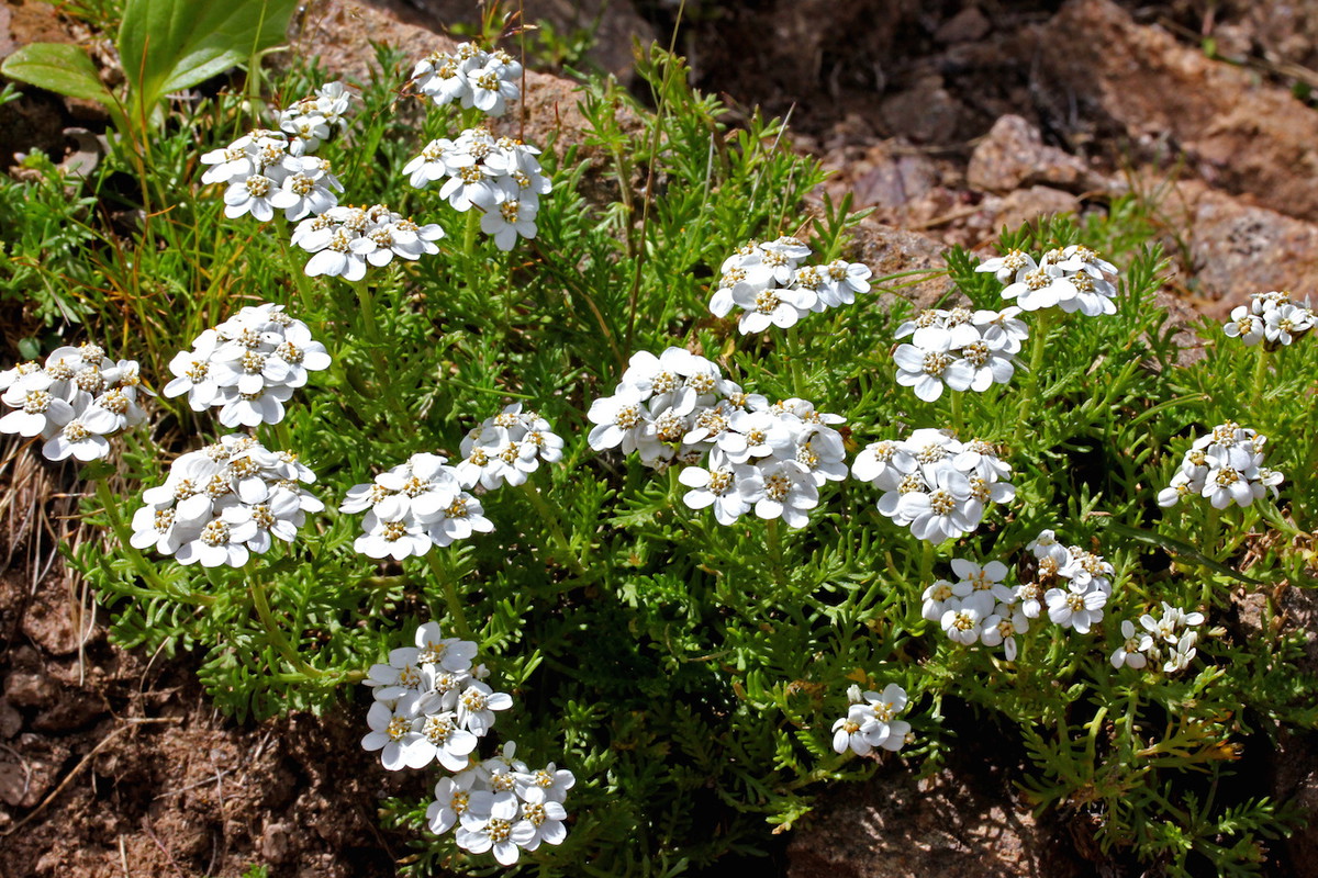 Krwawnik piżmowy (achillea moschata) jest niską odmianą o śnieżnobiałych kwiatach, której służy otoczenie roślin okrywowych. (zdj.: Adobe Stock)