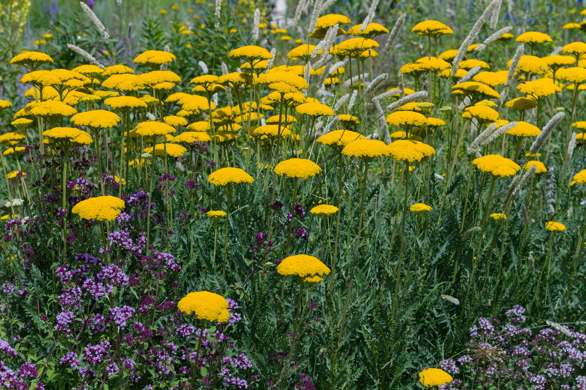 Krwawnik wiązówkowaty Achillea filipendulina doskonale prezentuje się nie tylko na rabatach, ale i w wazonach. Kwiaty krwawnika wiążówkowatego nie tracą bowiem koloru podczas suszenia. (zdj.: Adobe Stock)
