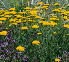 Krwawnik wiązówkowaty Achillea filipendulina doskonale prezentuje się nie tylko na rabatach, ale i w wazonach. Kwiaty krwawnika wiążówkowatego nie tracą bowiem koloru podczas suszenia. (zdj.: Adobe Stock)