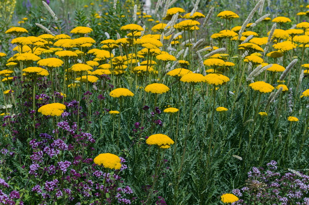 Krwawnik wiązówkowaty Achillea filipendulina doskonale prezentuje się nie tylko na rabatach, ale i w wazonach. Kwiaty krwawnika wiążówkowatego nie tracą bowiem koloru podczas suszenia. (zdj.: Adobe Stock)