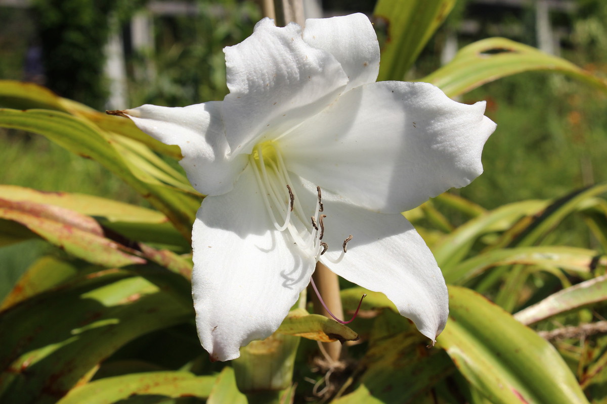 Krynka Crinum x powellii (zdj.: Adobe Stock)