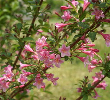 Krzewuszka Weigela (zdj.: Adobe Stock)