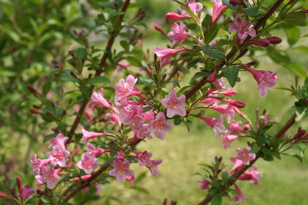 Krzewuszka Weigela (zdj.: Adobe Stock)
