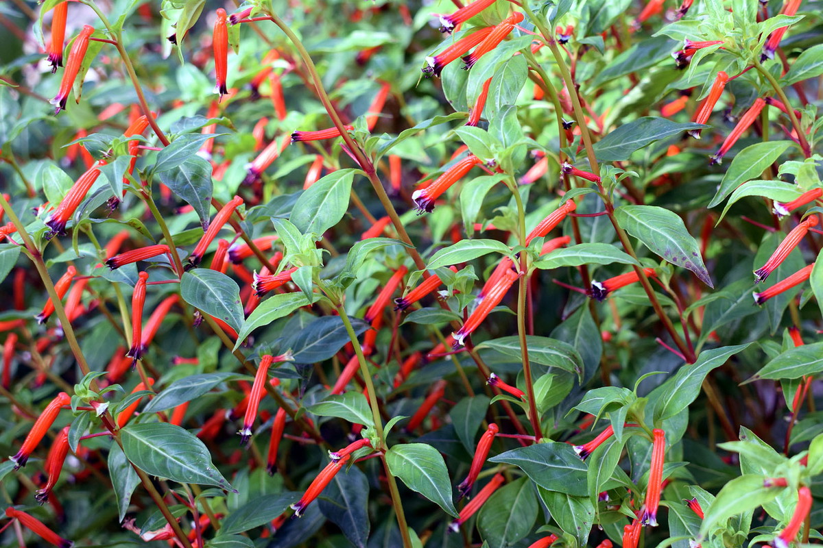 Kufea (lepnota) Cuphea ignea (zdj.: Adobe Stock)