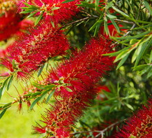 Kuflik callistemon (zdj.: Adobe Stock)
