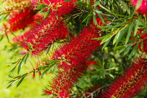 Kuflik callistemon (zdj.: Adobe Stock)
