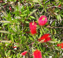 Kuflik cytrynowy callistemon citrinus (zdj.: Adobe Stock)