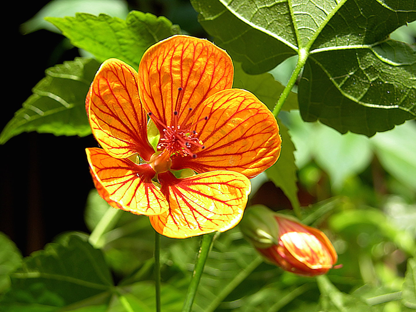 Kwiat - zaślaz abutilon (zdj.: iStock)