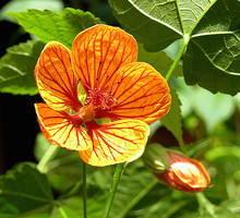 Kwiat - zaślaz abutilon (zdj.: iStock)