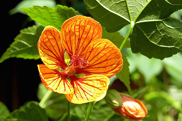 Kwiat - zaślaz abutilon (zdj.: iStock)