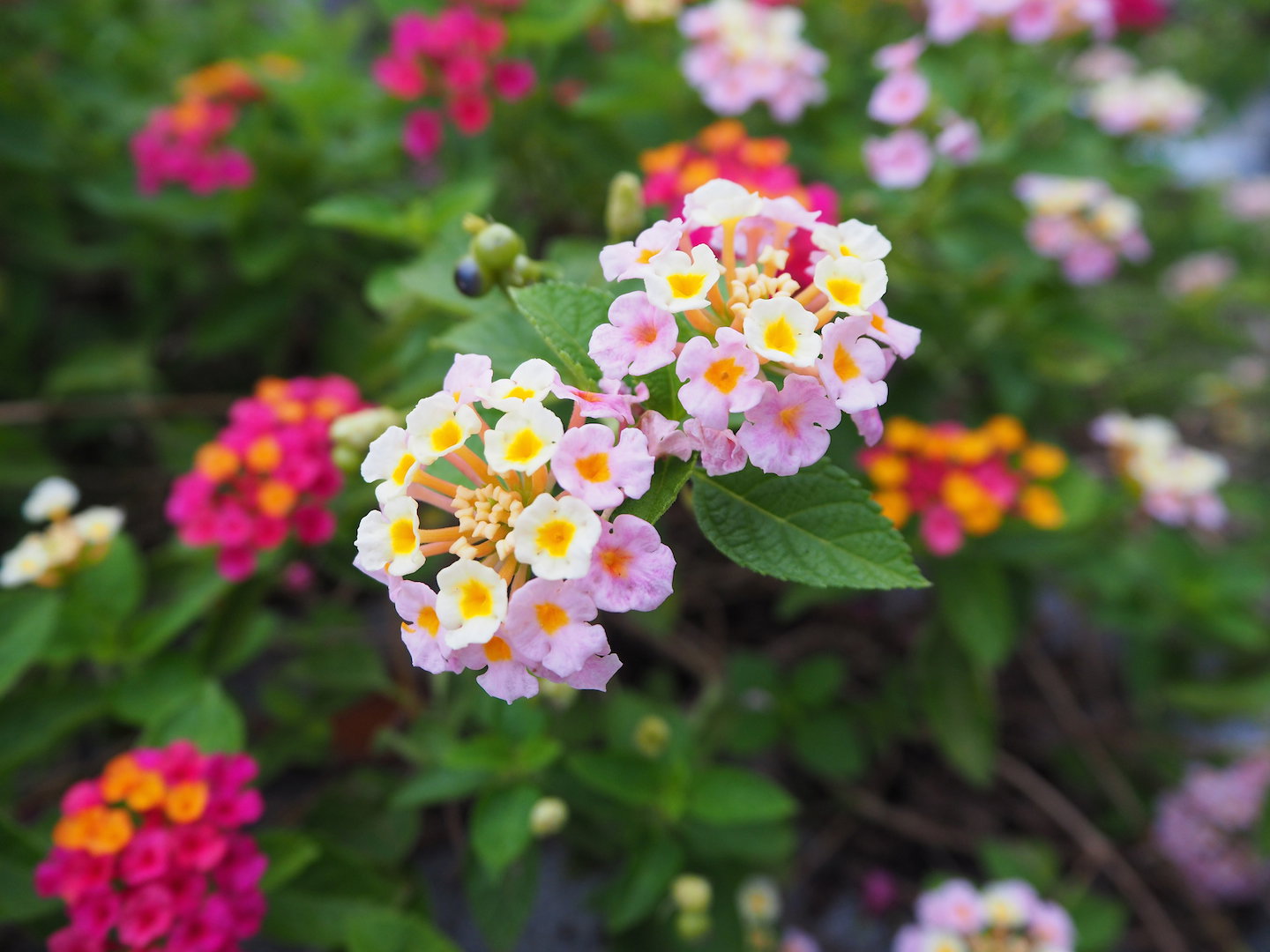 Lantana Lanata (zdj.: Adobe Stock)