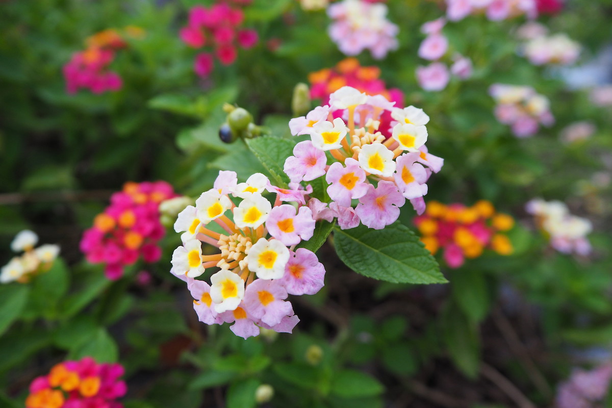 Lantana Lanata (zdj.: Adobe Stock)
